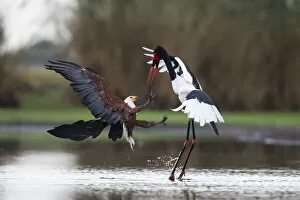 African fish eagle (Haliaeetus vocifer) attacking a female Saddle-billed Stork