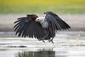 African fish eagle (Haliaeetus vocifer) swoops to catch a freshly caught fish African fish eagle (Haliaeetus vocifer) swoops to catch a freshly caught fish