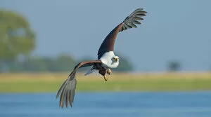 Images Dated 16th May 2013: African fish eagle (Haliaeetus vocifer) in flight, Chobe National Park, Botswana