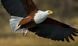 Eagles Gallery: African fish eagle (Haliaeetus vocifer) flying, Selinda Spillway, northern Botswana