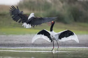 African fish eagle (Haliaeetus vocifer) pressurises a Saddle-billed stork