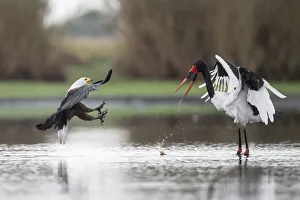 African fish eagle (Haliaeetus vocifer) pressurises a Saddle-billed stork