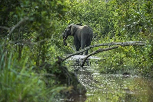 African Elephants Gallery: African forest elephant (Loxodonta cyclotis) in water, Lekoli River, Republic of Congo