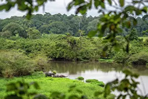 Habitat Prints: African forest elephant (Loxodonta cyclotis) family starting to cross a river