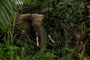 Gabon Prints: African forest elephant (Loxodonta cyclotis) peering through foliage