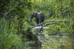 African forest elephant (Loxodonta cyclotis) in water, Lekoli River, Republic of Congo