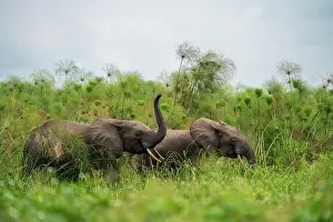 Lilianae Prints: Two African forest elephants (Loxodonta cyclotis) among Paper reeds (Cyperus papyrus)