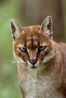 Images Dated 3rd May 2010: African golden cat (Profelis aurata) female, captive, occurs in West and central Africa