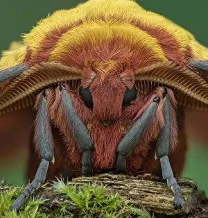 Antennae Gallery: African golden emperor moth (Gonimbrasia krucki), close up of male head, Kenya