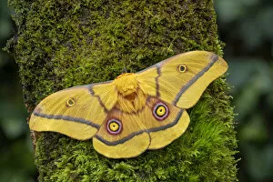 Images Dated 30th June 2021: African golden emperor moth (Gonimbrasia krucki), wings open showing eyespots, Kenya