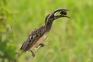 African grey hornbill (Lophoceros nasutus) perched on branch, feeding on large beetle, Tarangire National Park, Tanzania