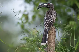Rear View Prints: African grey hornbill (Tockus nasutus) male, perched on branch, Allahein river, The Gambia