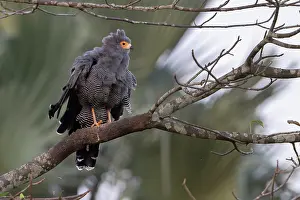 Harrier Prints: African harrier hawk (Polyboroides typus) perched on branch, Allahein river, The Gambia