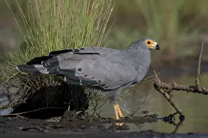 Waters Edge Prints: African harrier hawk (Polyboroides typus) standing in shallow water