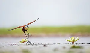 Legs Prints: African jacana (Actophilornis africanus) running across pool with lily pads with wings sread