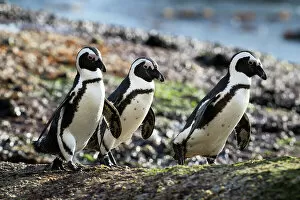 Images Dated 28th November 2016: African jackass penguins (Spheniscus demersus) three heading to sea in the early morning
