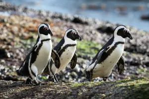 Tony Wu Prints: African jackass penguins (Spheniscus demersus) three heading to sea in the early morning to forage for food