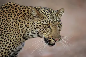Animal Markings Prints: African leopard (Panthera pardus) female juvenile
