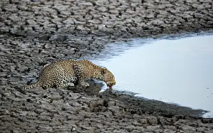 Animal Markings Prints: African leopard (Panthera pardus) female juvenile