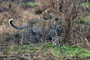 Spotted Prints: African leopard (Panthera pardus pardus) female with cub