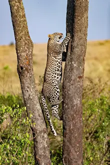 Spotted Prints: African leopard (Panthera pardus pardus) juvenile