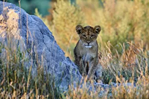 African Lion Gallery: African lion cub (Panthera leo) in morning light. Moremi National Park, Okavango delta
