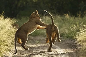 Images Dated 13th March 2009: Two African lion cubs (Panthera leo) playing on a road in the Kalahari Desert, Botswana