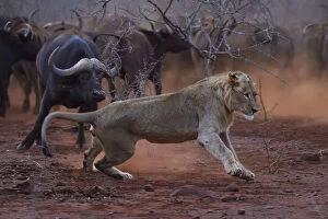 African Buffalo Gallery: African lion, (Panthera leo) confronted by a herd of African buffalo / Cape buffalo