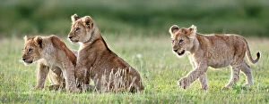 Images Dated 2nd October 2011: African Lion (Panthera leo) cubs at 4 months. Big Marsh, near Ndutu, Nogorongoro Conservation