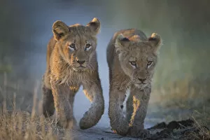 African Lion Gallery: Two African lion (Panthera leo) cubs walking on a path. Okavango Delta, Botswana