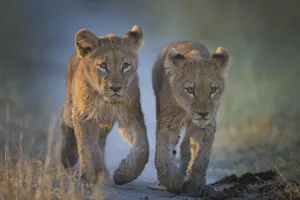 African Lion Collection: Two African lion (Panthera leo) cubs walking on a path. Okavango Delta, Botswana