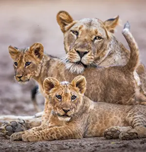 Panthera Prints: African lion (Panthera leo) female with two cubs resting