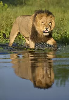 African Lion Gallery: African lion (Panthera leo) growling at potential danger in the water (Panthera leo) Okavango Delta