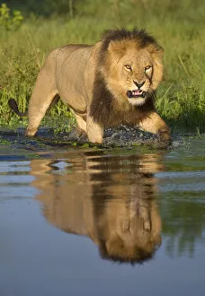 African lion (Panthera leo) growling at potential danger in the water (Panthera leo) Okavango Delta