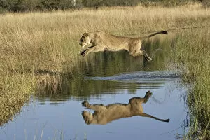 Wetlands Collection: African lion (Panthera leo) lioness leaping over water, reflection in water, Okavango Delta