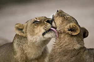 Images Dated 21st June 2008: African lion (Panthera leo) lioness licking cub, Sabi Sand Game Reserve, South Africa
