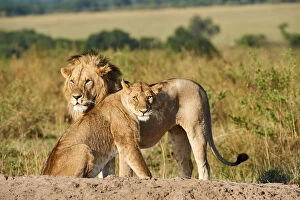 2020 March Highlights Gallery: African lion (Panthera leo) and lioness after mating, Masai Mara National Reserve, Kenya