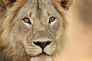 African lion (Panthera leo) male, head portrait, showing unusual eye pigmentation, South Luangwa National Park, Zambia