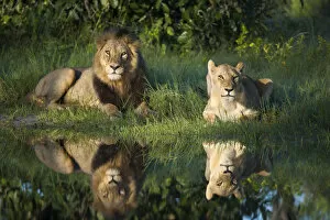 African Lion Collection: African lion (Panthera leo) male female pair reflected in water, Okavango Delta, Botswana