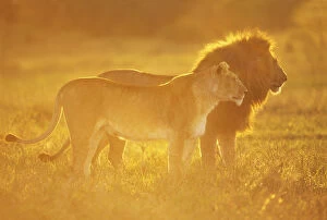 Images Dated 22nd March 2010: African lion (Panthera leo) male and female at sunrise, Masai Mara National Reserve