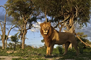 Images Dated 26th January 2010: African lion (Panthera leo) male in habitat, Okavango Delta, Botswana, January