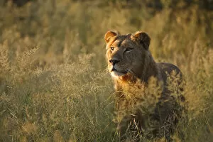 African Lion Gallery: African lion (Panthera leo) male amongst long grass in the wet season, Kalahari Desert