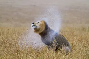 Trying Prints: African lion (Panthera leo) male shaking water off mane after rain