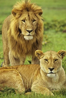 African Lion Gallery: African lion (Panthera leo) pair, Masai Mara National Reserve, Kenya, January