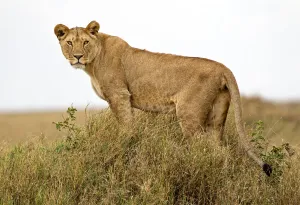 African Lion Prints: African lion (Panthera leo) pausing to look towards photographer before heading out to hunt