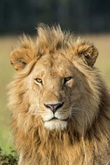 African Lion Gallery: African lion (Panthera leo) portrait, Masai Mara Game Reserve, Kenya