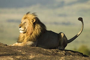 African lion (Panthera leo), resting on a rock, surrounded by flies, Masai Mara Game Reserve, Kenya