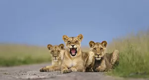 African lion (Panthera leo) three subadults resting on the road, one snarling, Central