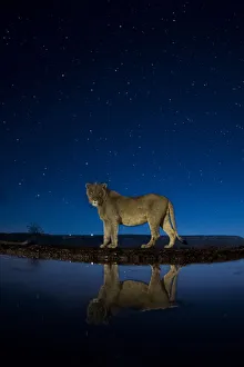 Water Hole Prints: African lion (Panthera leo) at waterhole at night, Mkuze, South Africa Third place