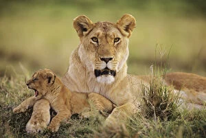 Images Dated 22nd March 2010: African lion (Panthera leo) with yawning cub, Masai Mara National Reserve, Kenya, January